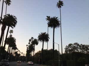 写真Palm tree