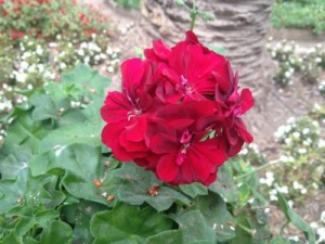 14DD98C8-7930-4F01-829C-9BDC6B650093191