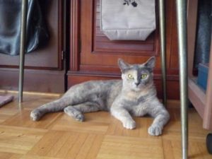 161001ambi-at-home