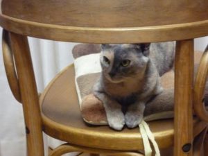 161001ambi-in-a-chair1