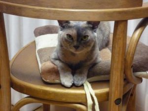 161001ambi-in-a-chair2