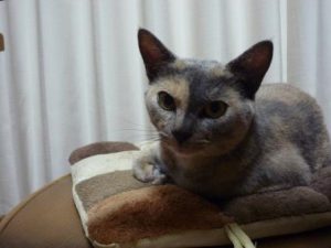 161001ambi-in-a-chair3
