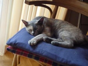 161001sleeping-ambi