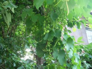 6月17日ぶどう！？かたい