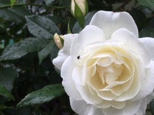 20170513-102009.jpg