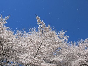 640px-Cherry_blossoms_-_Sakura_-_02_-_桜