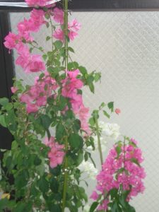 ブーゲンビリア8月16日