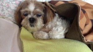 36c8c9261c98e7c1b7d7d5e14410cdda1-300x167