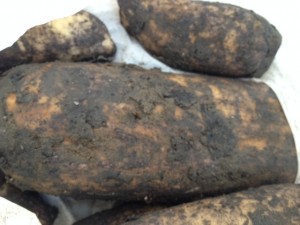 写真 最大級蓮根