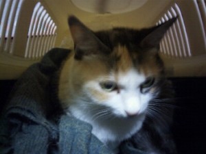 app-023740000s1388668730