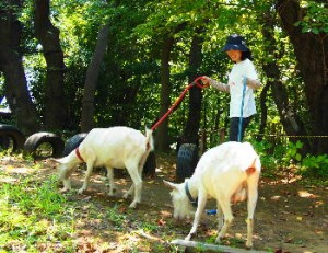 こゆきとさくら