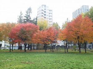 近くの公園の木々が紅葉しています。 今の気温は11℃、雨です。 北海道は秋というより、冬が近いです｡ﾟ(ﾟ´ω`ﾟ)ﾟ｡ 札幌(オンライン会員)　シャイン