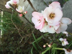 20160324-234918.jpg