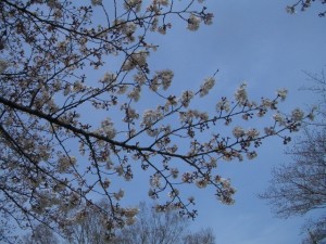 3月29日桜は