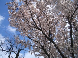 3月20日青空に桜これがいい