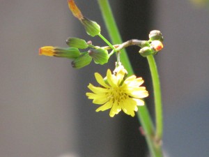 IMG_1038